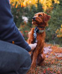 nylon dog collar with metal buckle