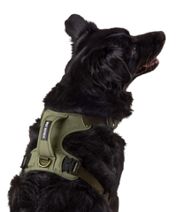 back view of dog wearing a padded harness with handle