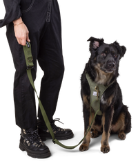 owner walks dog with green leash and matching harness