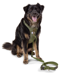 dog wearing nylon multi-way dog leash with matching padded harness