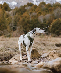 dog wears harness while hiking in the mountains