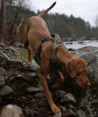 short haired dog wears harness while hiking