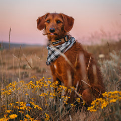 nylon dog collar with metal buckle