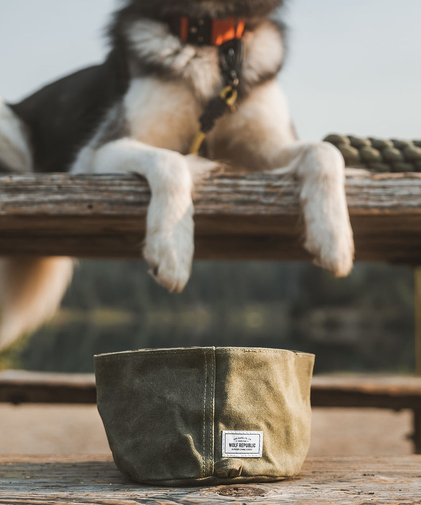 Collapsible and portable canvas dog bowl sits on the ground next to a thirsty husky