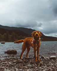 Scout Leash - Black