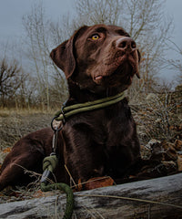 Alpine Slip Collar - Hunter Green