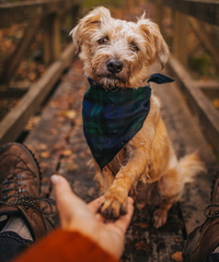 Bandana - Navy Plaid