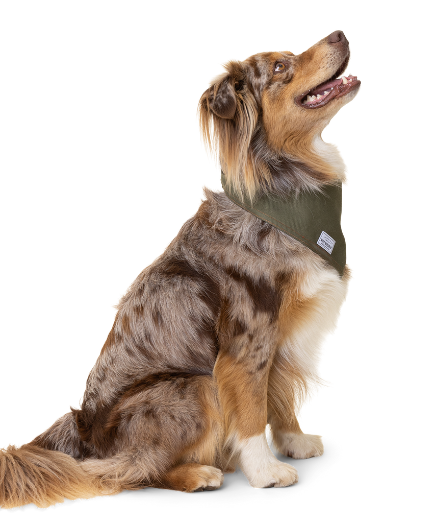 Australian shepherd sits while looking up and wearing a green cotton canvas bandana around his neck