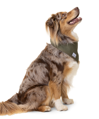 Australian shepherd sits while looking up and wearing a green cotton canvas bandana around his neck