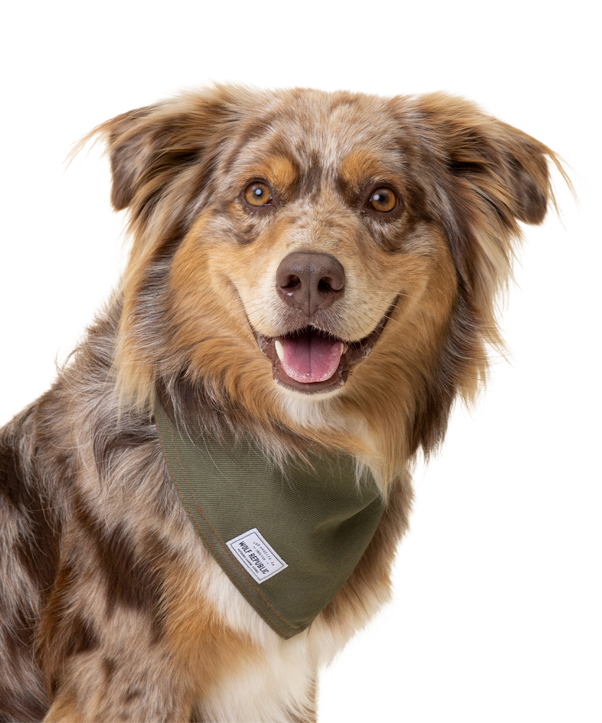 Australian Shepherd with Merle coat wears a green canvas bandana tied around his neck and smiles at the camera