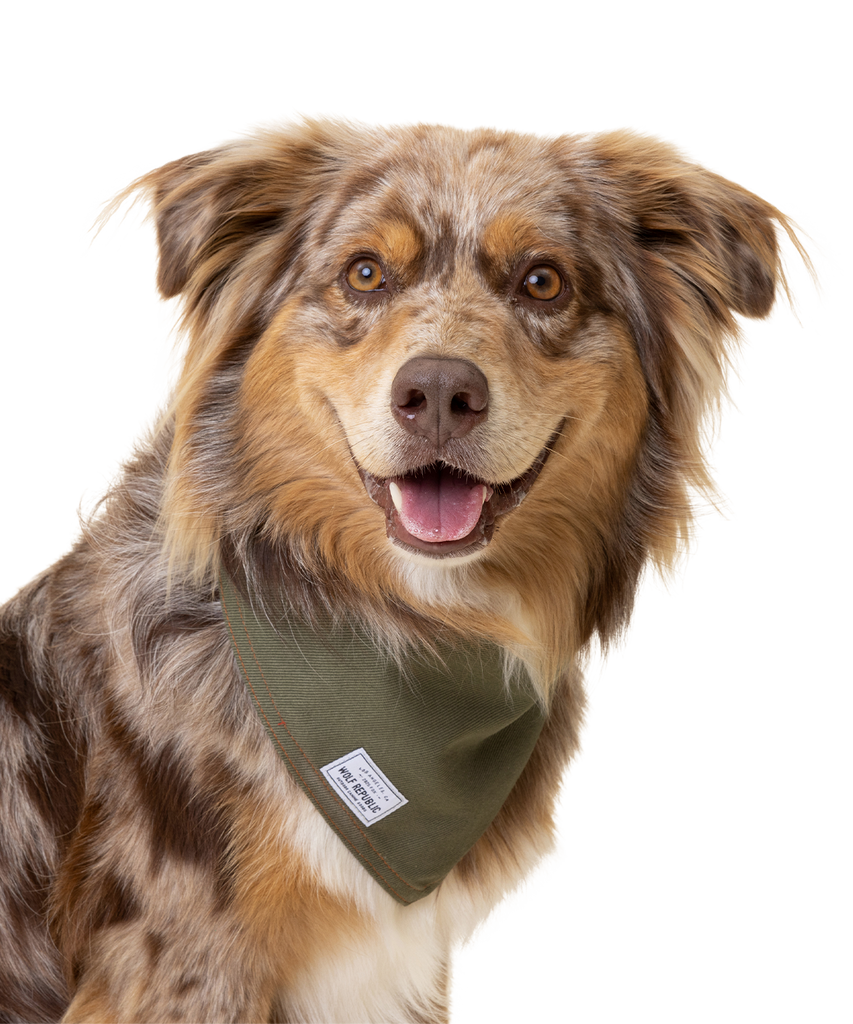 Green dog hot sale bandana
