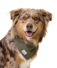 Australian Shepherd with Merle coat wears a green canvas bandana tied around his neck and smiles at the camera