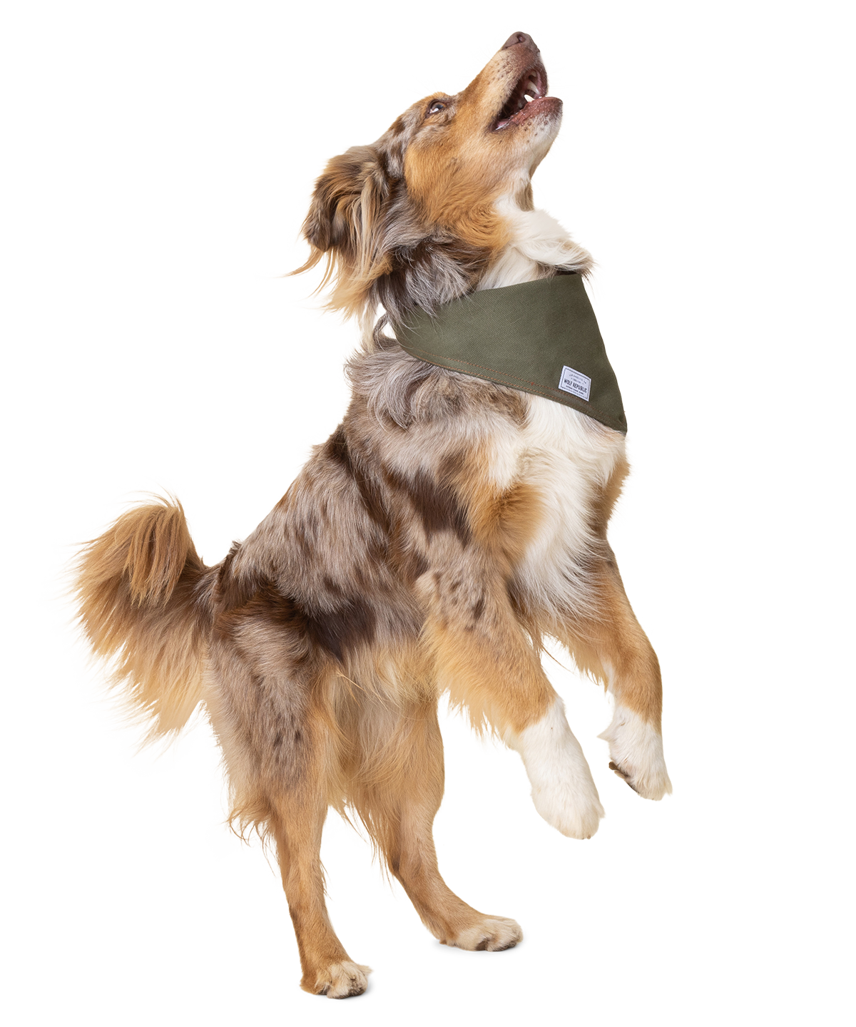 Cool Bandanas for Dogs Wolf Republic