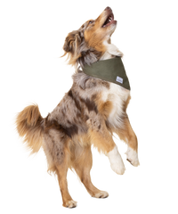 Australian  shepherd jumps playfully with hind legs still on the ground while wearing a green bandana