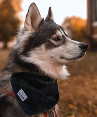 Bandana - Navy Plaid